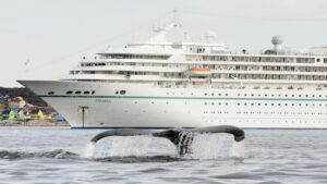 amadea 01