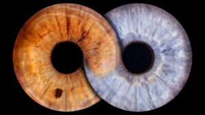 Eyeconic c PO Cruises 2