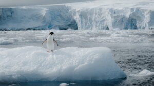 Antarctica Pygoscelis adeliae c Dylan McBurney HX Expeditions