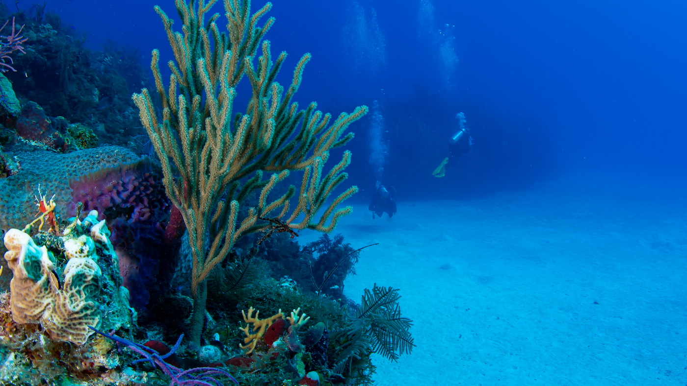 MSC Foundation unterstützt Report zur Erholung von Korallenriffen 10 Weichkorallenriff auf den Bahamas c MSC Foundation
