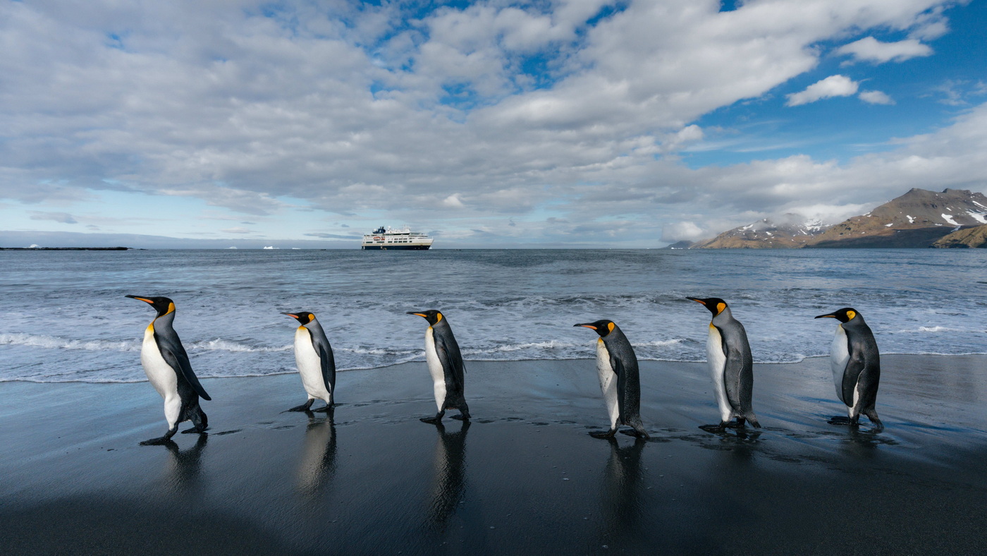 HX Expeditions: 26 neue Expeditions-Seereisen 2028/29 7 Koenigspinguine in der St. Andrews Bay in Suedgeorgien c HX Expeditions Yuri Choufour