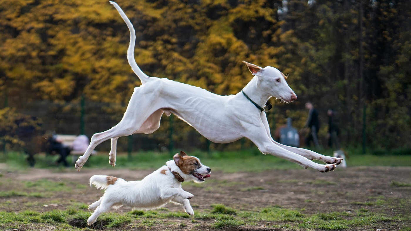 Thurgau Travel: 2027 erstmals Flusskreuzfahrten mit Hund möglich 8 Grosser und kleiner Hund c Monika Simeonova via Unsplash