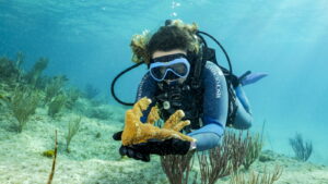 Super Coral Reefs Programme c Simone Piccoli